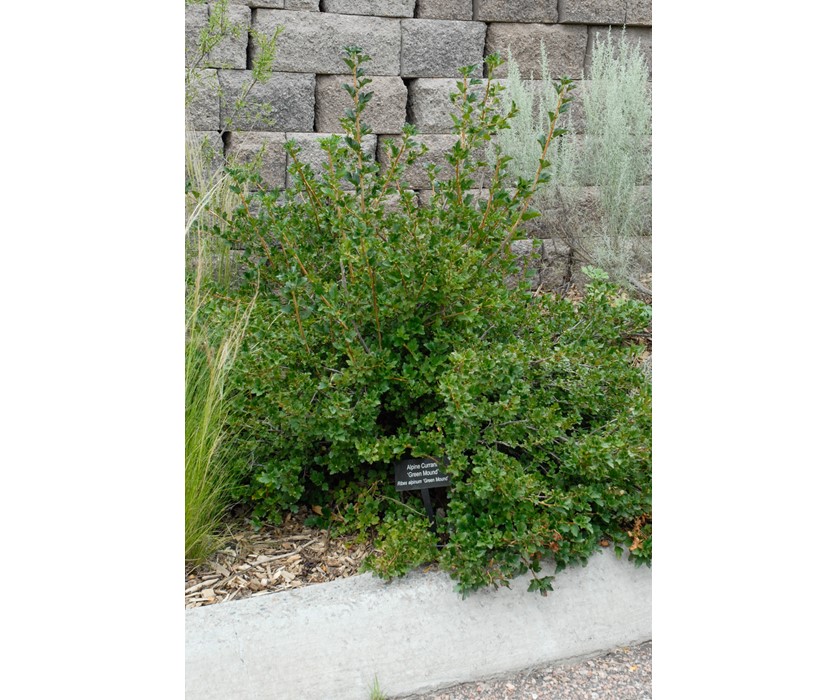 Green Mound Alpine Currant